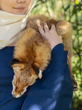 Fox fur, hollow tanned