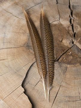 Gold pheasant feather