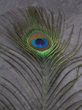 Peacock feather, peacock eye