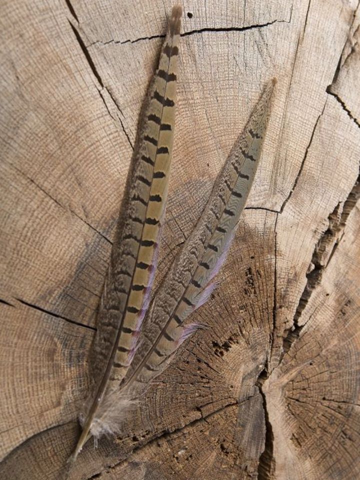 Wild pheasant feather 25-30 cm