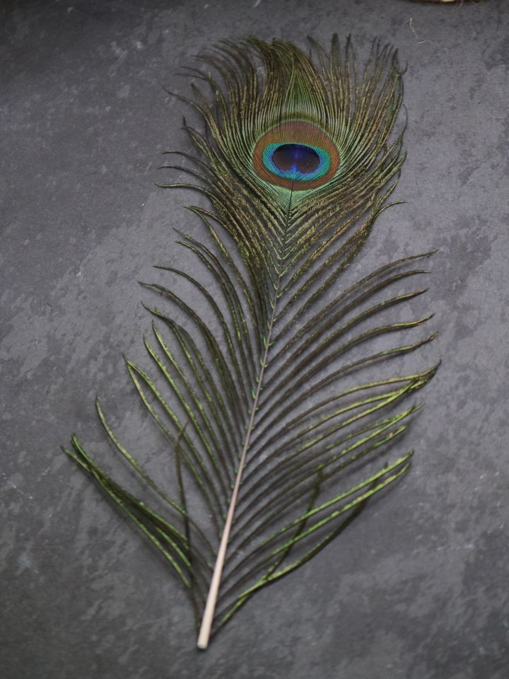 Peacock feather, peacock eye 2