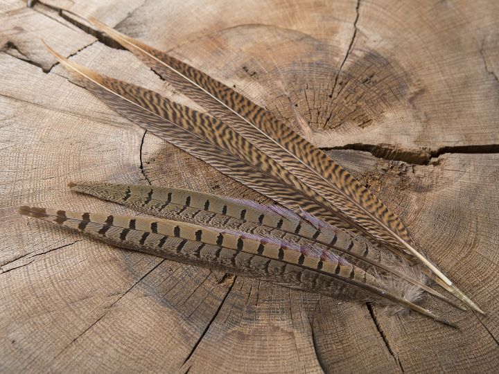 Gold pheasant feather 3