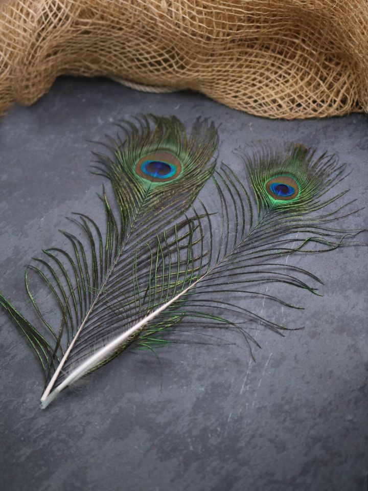 Peacock feather, peacock eye 3