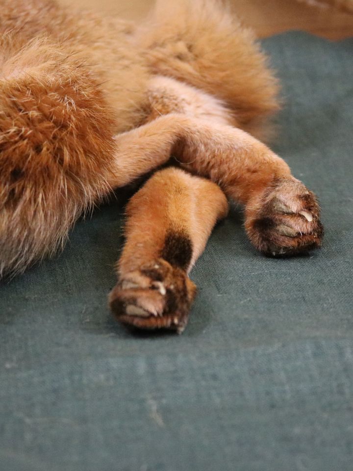 Fox fur, hollow tanned 4