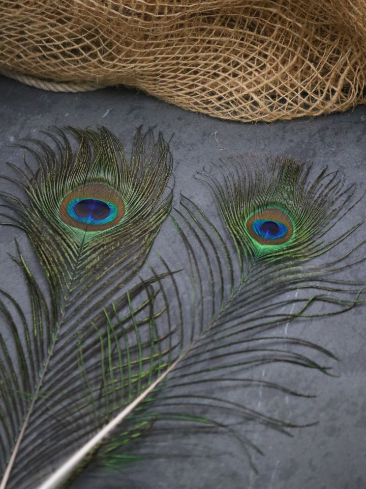 Peacock feather, peacock eye 4