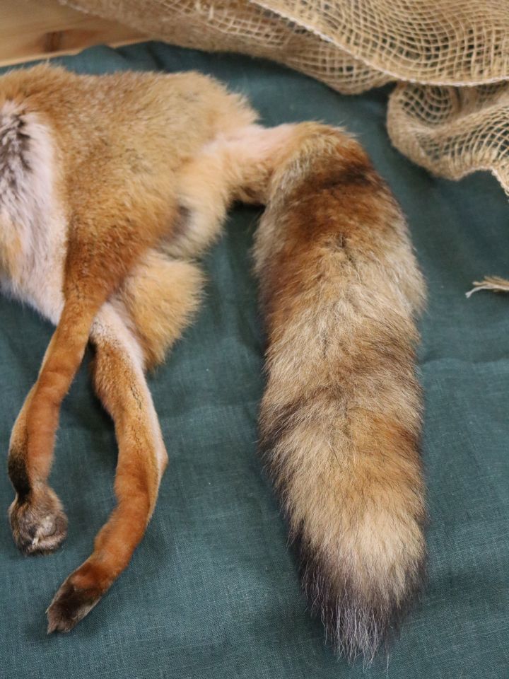 Fox fur, hollow tanned 5