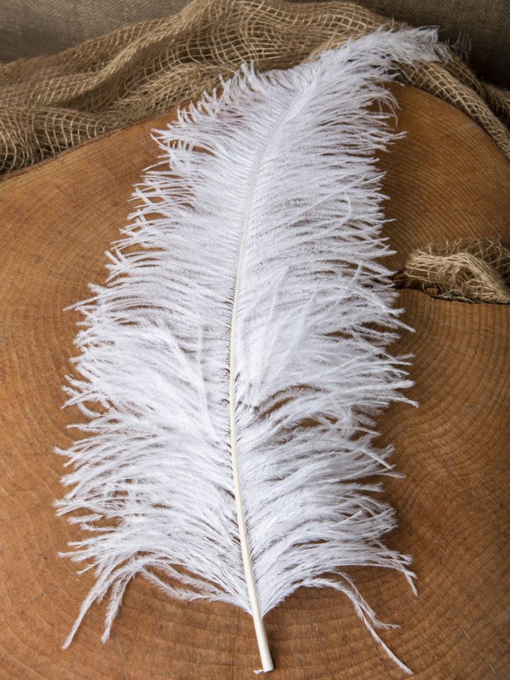 Ostrich feather 50-60 cm 7